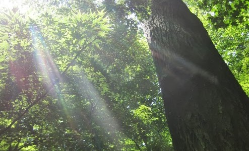 Joyce Kilmer Was Inspired by the Trees